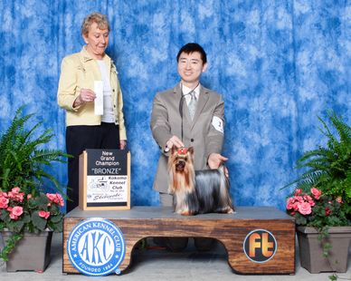 Westminster, dog shows, AKC dog shows, Luke Ehricht, Diane Ehricht, Terry Zhao, dog handlers, yorkie