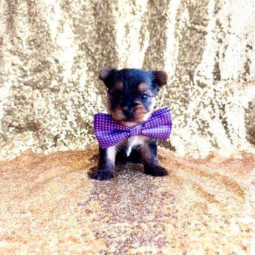 yorkie puppies for sale near, puppies for sale, teacup yorkie puppies for sale, yorkies of houston