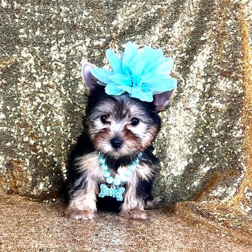 yorkie puppies for sale near me, Yorkshire terrier puppies for sale, teacup yorkie puppies, petland