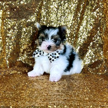 yorkie puppies for sale near me, Yorkie  puppies for sale, teacup yorkie puppies for sale