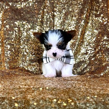 what to know before buying a yorkie puppy, yorkie puppy temperament, Yorkie puppy health issues