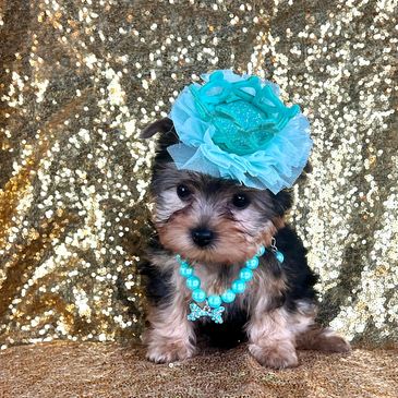 yorkie puppies health guarantee, yorkie puppies with pedigree, yorkie puppies for sale in Texas