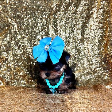 yorkie puppies ready for adoption, yorkie breeders in Houston, affordable yorkie puppies for sale
