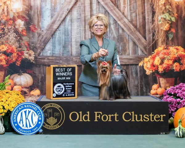 Top dogs, top breeds, Fido, puppies.com, fancy pups, pets r us, teacup Yorkies near me, nutro, pets