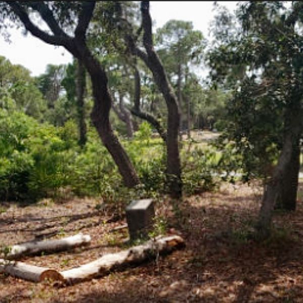 A cemetery with green bushes
