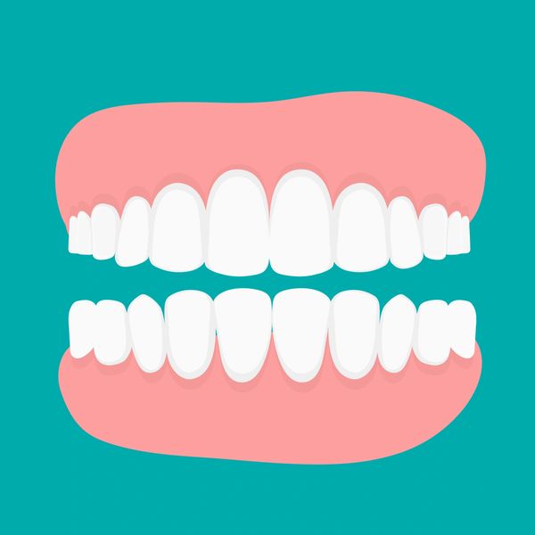 Illustration of a full set of human teeth with gums.