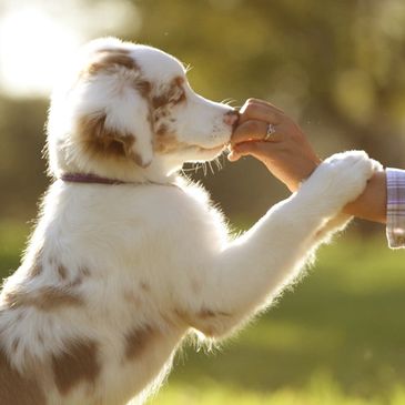 Marker Training is our favorite foundation.