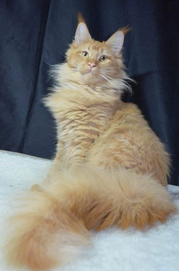 Cassie, our Maine Coon Queen