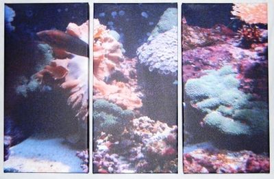 Under-the-sea trifeca giglee
