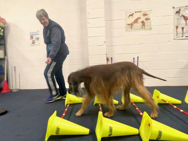 Dog walking over obstacles.