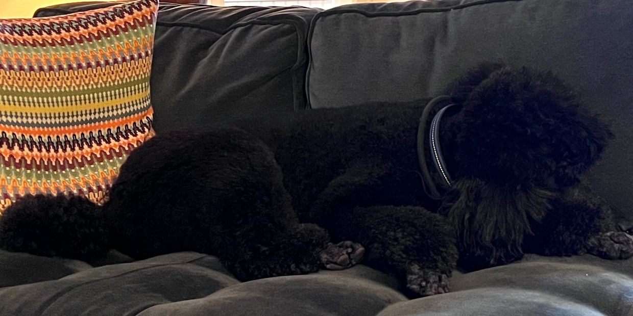 A black poodle lying on a dark gray couch with a colorful pillow.