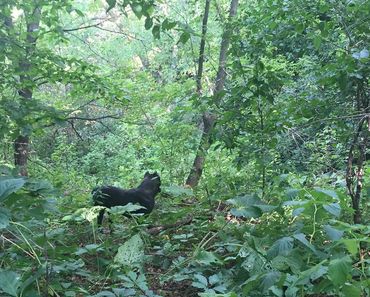 Green Woods and Cane Corso Dog with sunlight coming through the green leaves