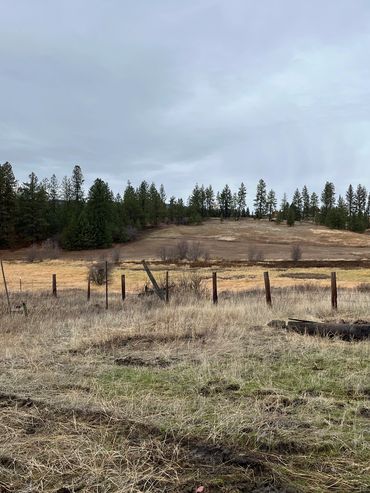 Overcast sky above a rustic field with scattered trees and wooden logs.