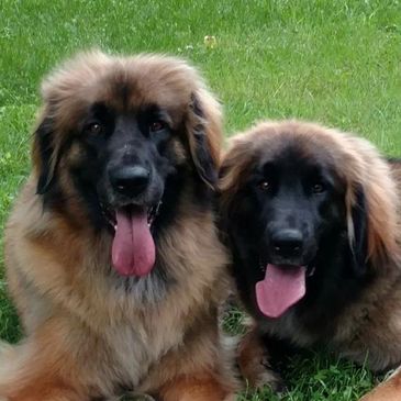 Two Leonbergers laying on the grass