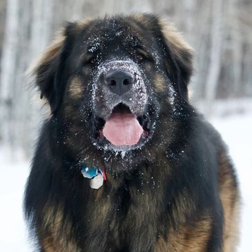 Leonberger in the snow