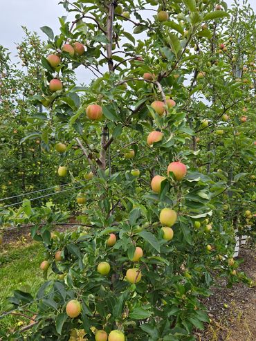 An apple orchard with trees full of ripening apples under a cloudy sky.