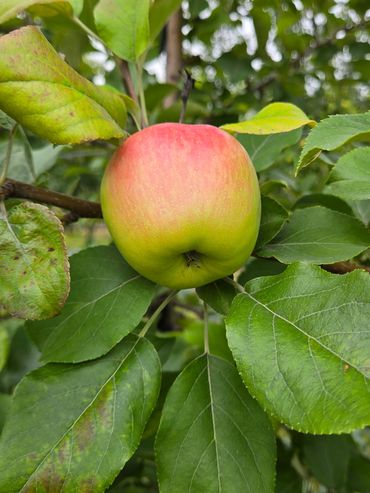 A ripe apple hanging on a leafy tree branch.