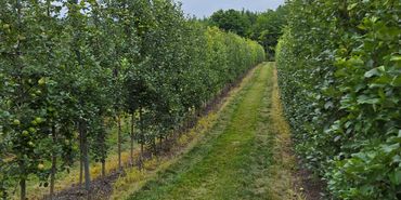 A grassy path between two rows of fruit trees under a cloudy sky.