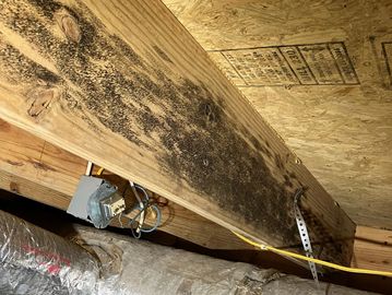 Mold and Fungal growth