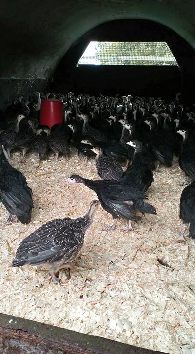 Turkey poults in rearing arks