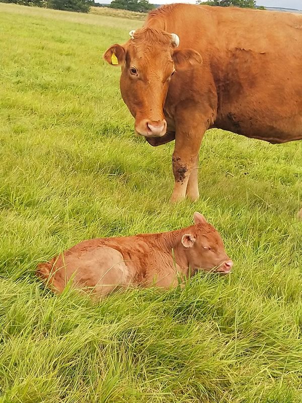 Polly the cow and new born calf on the pasture
