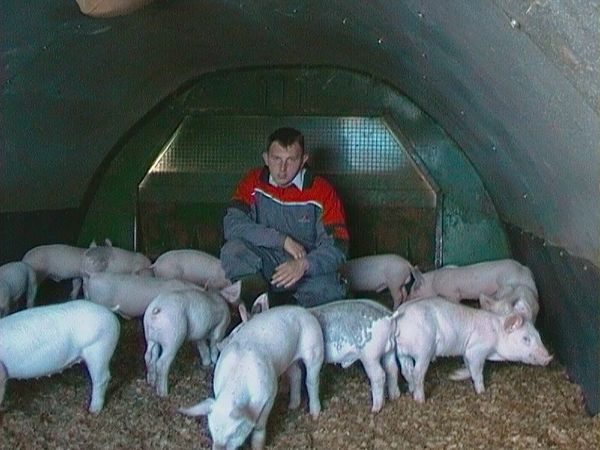 growing pigs in a pig weaner ark
