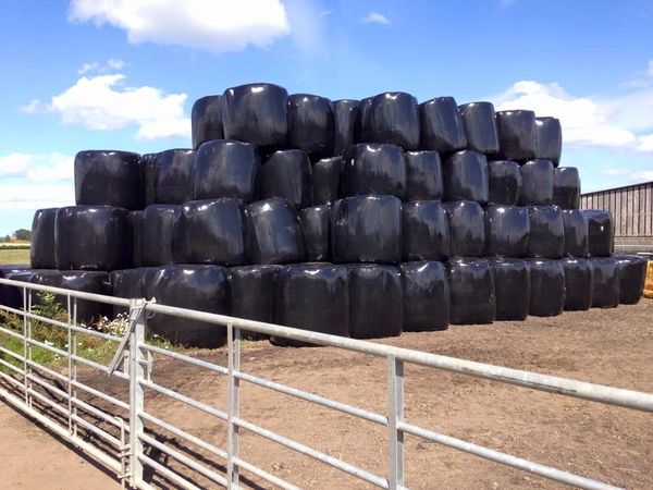 stack of silage in the farm yard