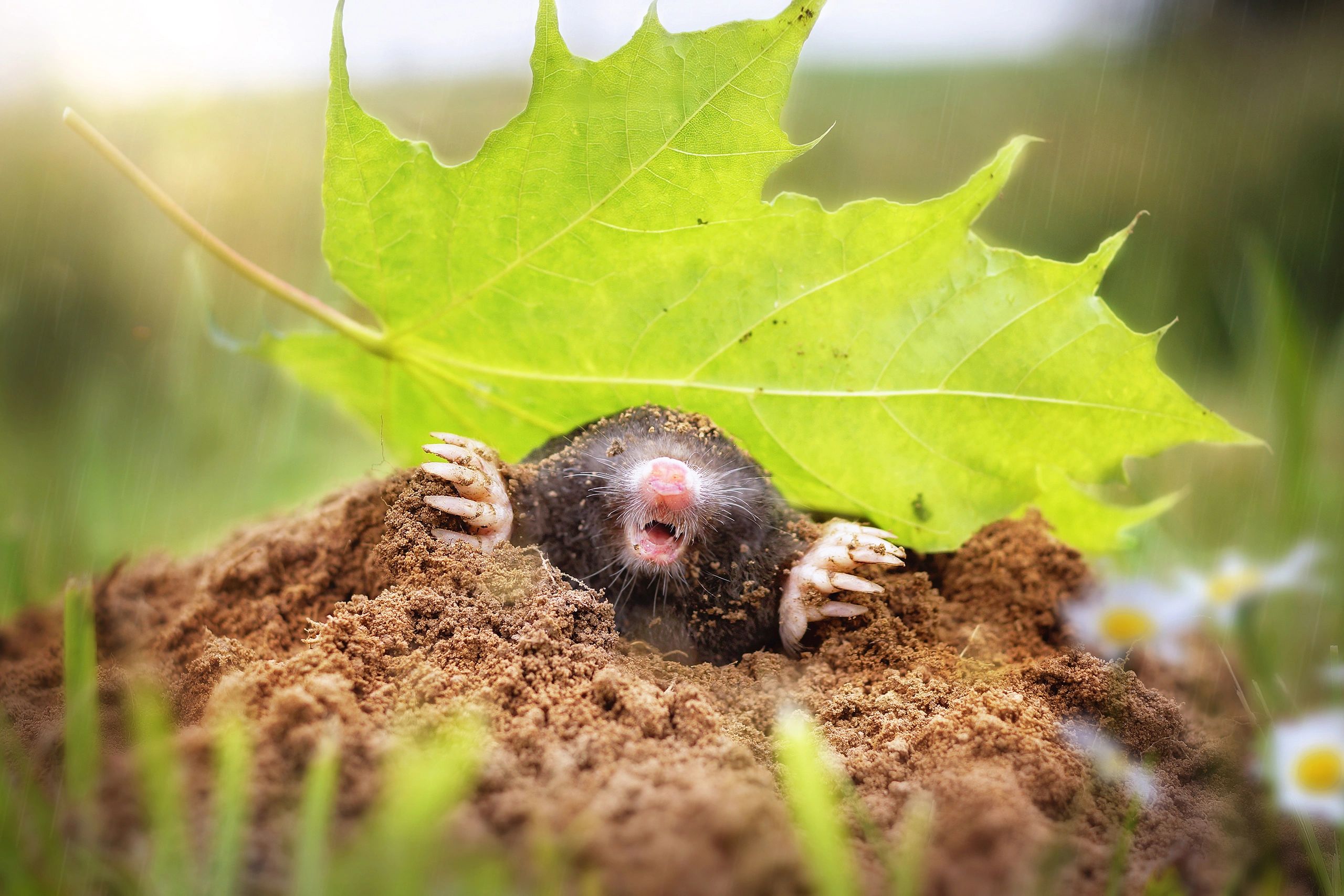 picture of a mole popping out of a molehill in grass and in front a green leaf