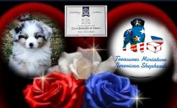 Treasures Miniature American Shepherds