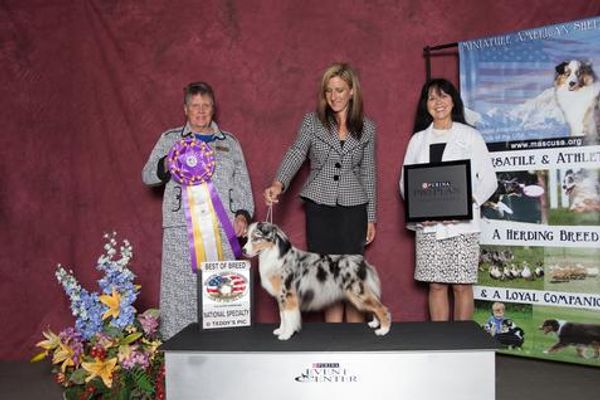 Treasures Miniature American Shepherds