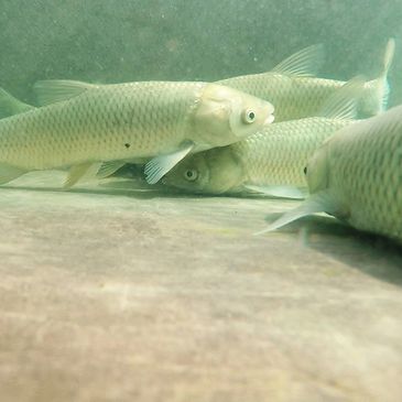 Several fish swimming near the underwater bottom in murky water.