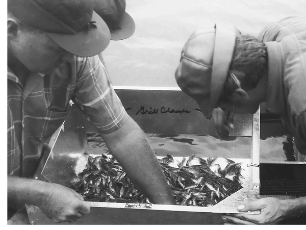 Two men examining a container full of fish, focusing intently. family fish farm oklahoma pond stocking