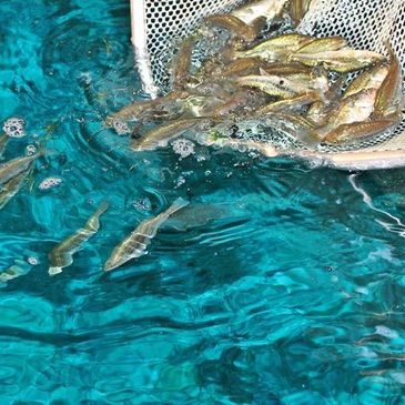 Small fish being released into clear blue water from a white basket.