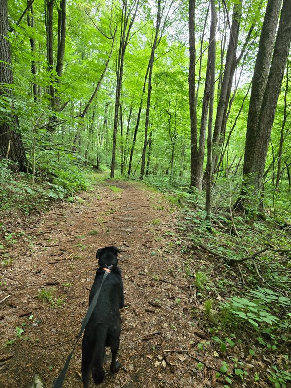 A black Labrador type dog walking through a peaceful forest path