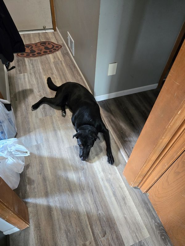 A tired looking black Labrador type dog is sprawled across a hallway floor