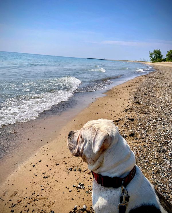A white bully with black spits sits on a beach looking out at the water