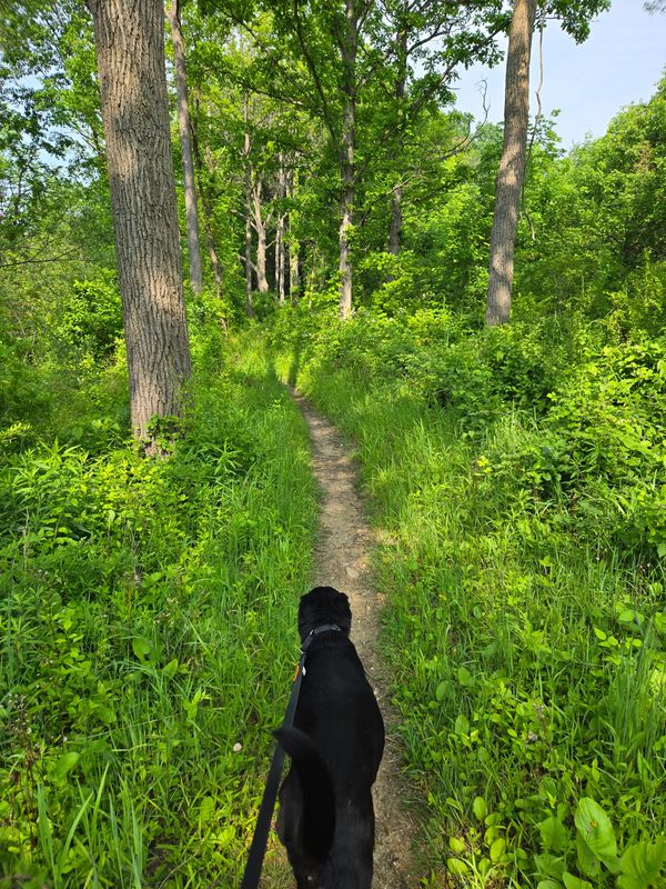 A black Labrador type dog on a leash leads through a narrow winding trail