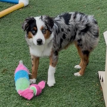Australian Shepherd puppy with a colorful toy on grass.