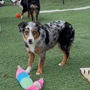 A merle Australian Shepherd stands on grass near a colorful toy.