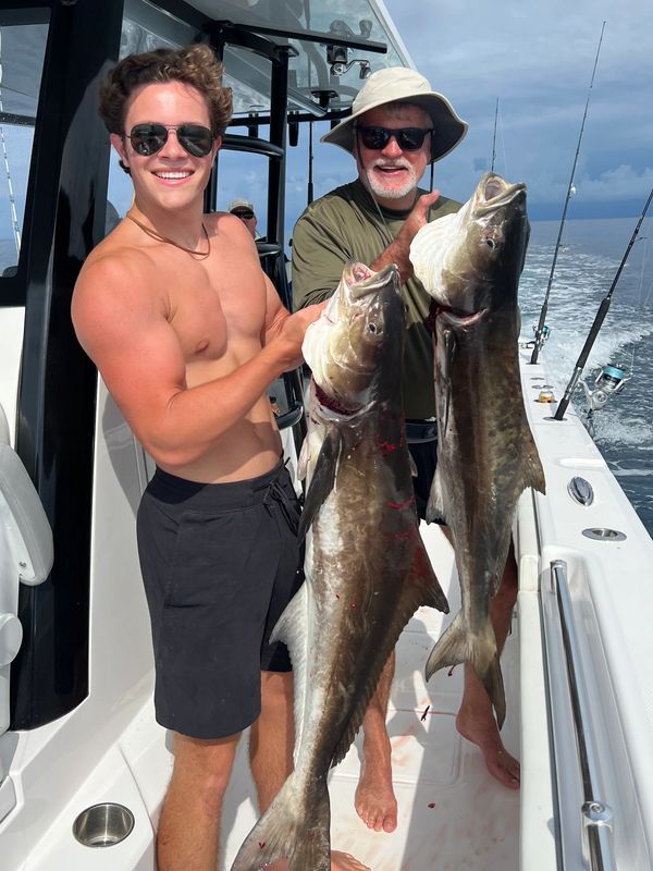 Cobia, also known as the "Man in the Brown Suit," lemonfish, black salmon, and black mackerel