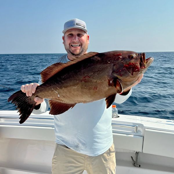 Scamp Grouperalso known as the Brown Grouper, Broomtail Grouper,