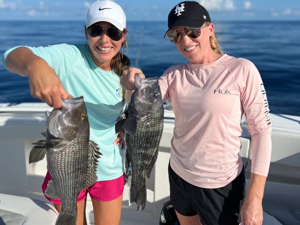 Black Sea Bass