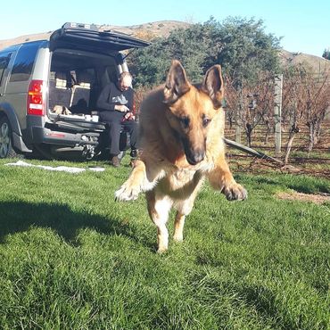 Xaxa help us at sleepersvineyard