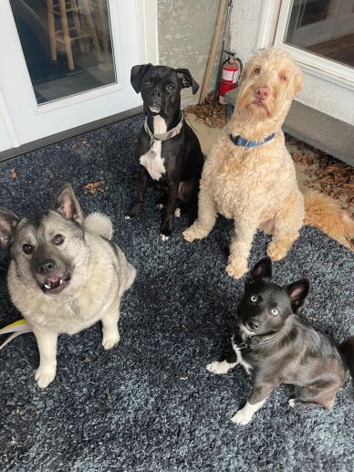 Four dogs of different breeds sitting on a dark rug indoors.