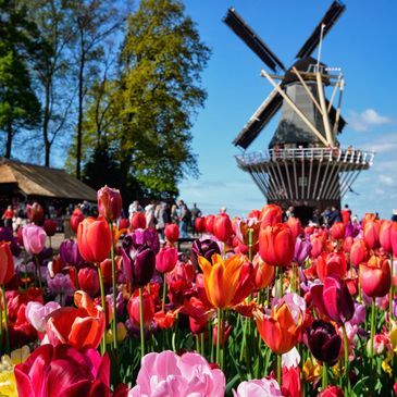 Campo de tulipas com moinho de vento ao fundo.