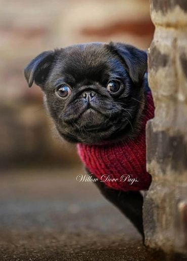 Baby Ace. Follow him on IG: fifthaveace. Photographer is on IG: @thewaysofthedog