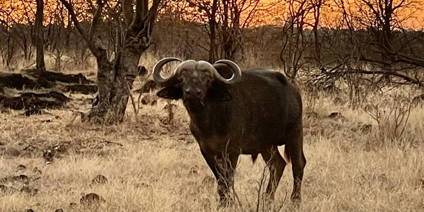 Cape buffalo at sunset during African hunting safari with Artemis Select Hunts