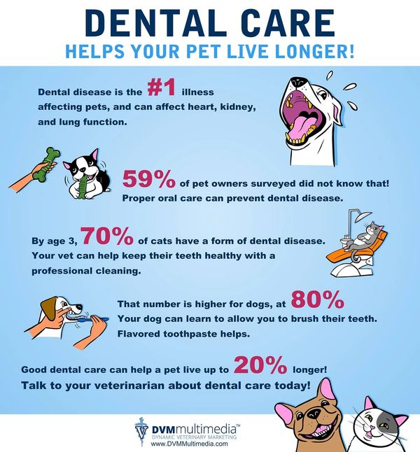 Dog grooming and Dental care