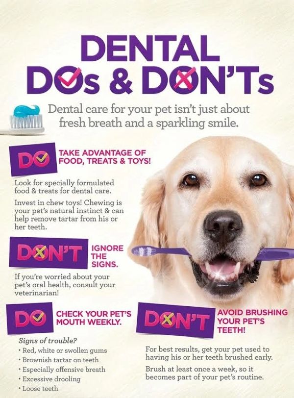 Dog grooming and Dental care