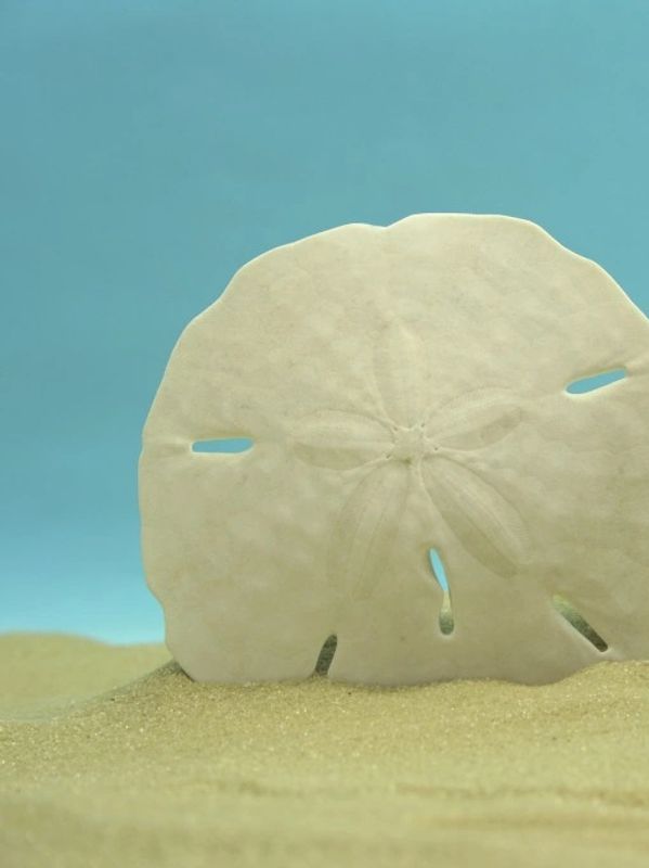 Close-up of a sand dollar on sandy beach with blue sky background.